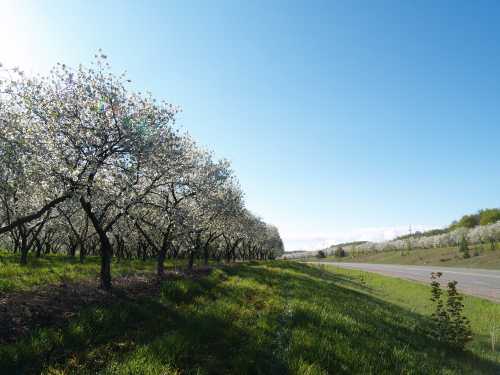 Blossoming trees line a grassy area beside a clear blue sky and a quiet road.