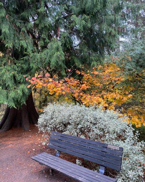 A wooden bench beside a large tree, surrounded by colorful autumn foliage and greenery in a peaceful park setting.