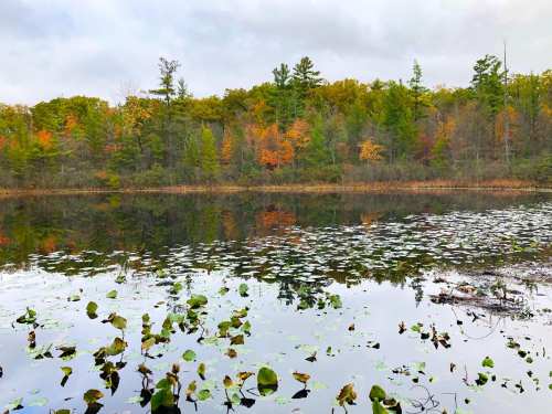 A serene lake surrounded by autumn foliage, with lily pads floating on the water's surface and reflections of trees.