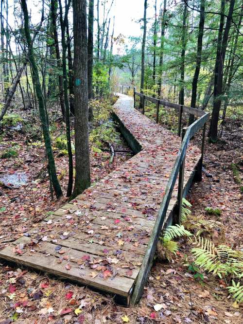 A wooden boardwalk winding through a forest, surrounded by trees and scattered autumn leaves.