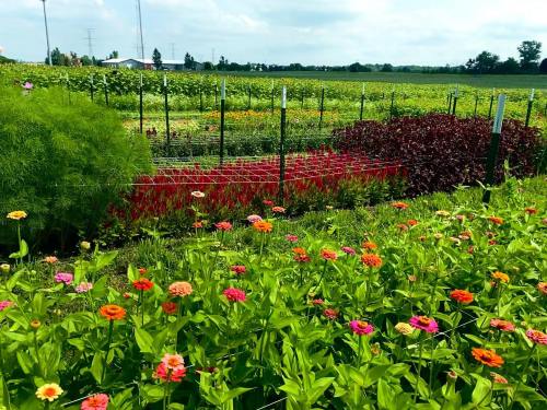 A vibrant garden filled with colorful flowers, surrounded by green fields and a clear blue sky.