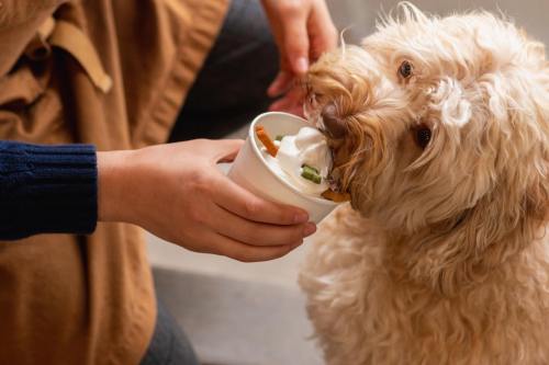 A person feeds a fluffy dog a cup of yogurt topped with treats, both looking happy in a cozy setting.