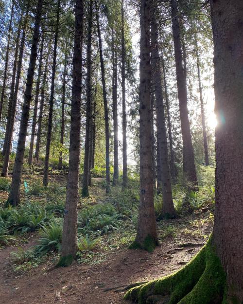 Sunlight filters through tall trees in a lush forest, illuminating ferns and creating a serene, natural atmosphere.