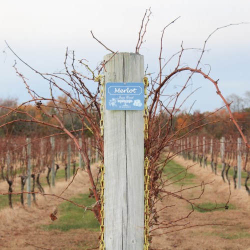 A wooden post in a vineyard with a sign reading "Merlot," surrounded by bare grapevines and a cloudy sky.
