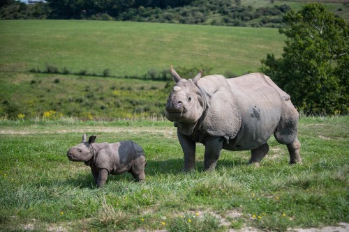 A mother rhinoceros and her calf stand on green grass, with a lush landscape in the background.