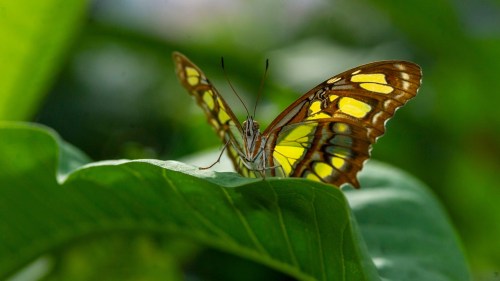 A close-up of a vibrant yellow and brown butterfly resting on a green leaf, surrounded by lush foliage.