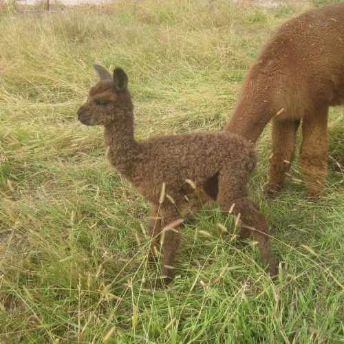 A young alpaca stands beside an adult alpaca in a grassy field.