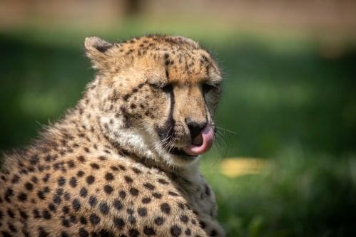 A close-up of a cheetah with its eyes closed, licking its lips, resting on green grass.