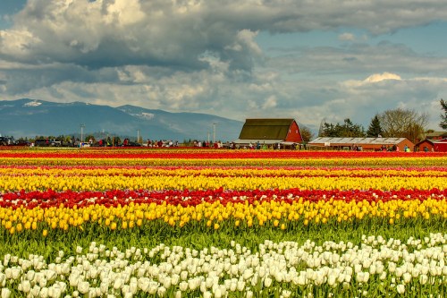A vibrant field of tulips in red, yellow, and white, with a red barn and mountains in the background under a cloudy sky.