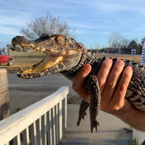 A person holds a small crocodile in their hand, with a sunny outdoor setting in the background.