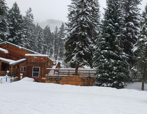 A snowy landscape featuring a wooden cabin surrounded by tall pine trees in a winter setting.