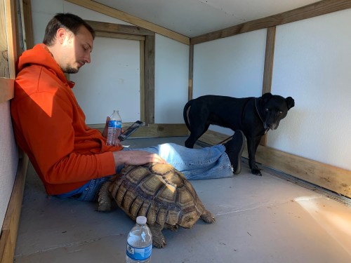 A man in an orange hoodie sits with a tortoise on his lap, while a black dog stands nearby in a wooden enclosure.