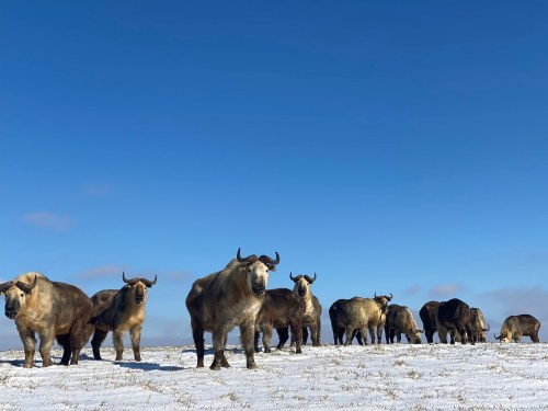 A herd of yaks stands on a snowy landscape under a clear blue sky.
