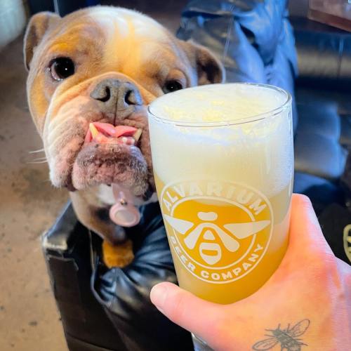 A close-up of a dog with a playful expression next to a hand holding a glass of beer in a cozy setting.