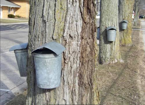 Metal buckets attached to tree trunks, likely for collecting sap, along a sidewalk in a suburban area.