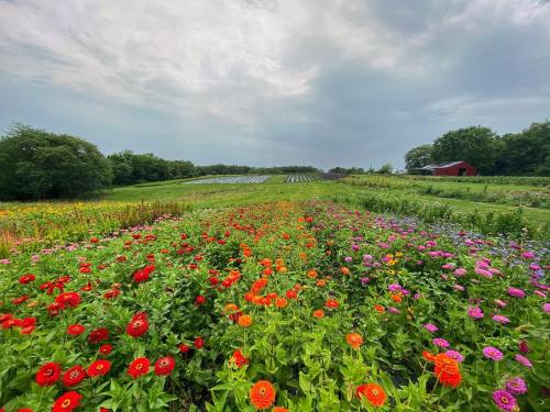 A vibrant field of colorful flowers in bloom, with a cloudy sky and green fields in the background.