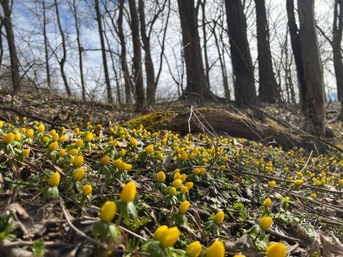 A forest floor covered with clusters of bright yellow flowers, surrounded by bare trees and soft sunlight.