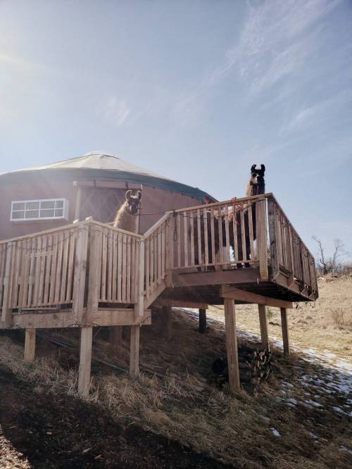 Two llamas stand on a wooden deck of a yurt, with a grassy hillside and blue sky in the background.