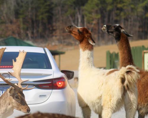 Two llamas approach a car in a rural setting, with a deer visible in the foreground.