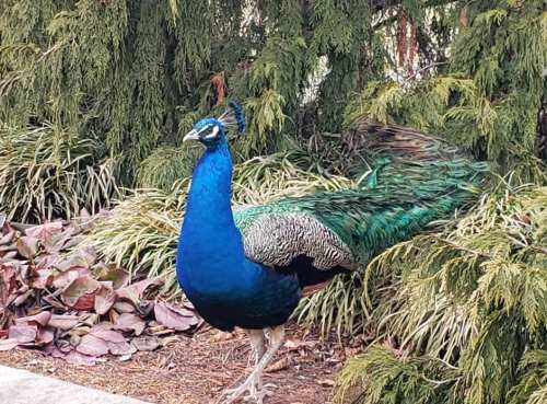 A vibrant peacock with a blue and green plumage walking among lush greenery and foliage.