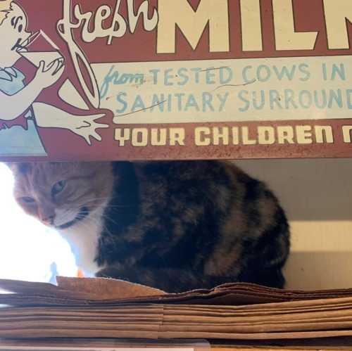 A vintage sign advertising fresh milk with a cartoon character, alongside a curious cat peeking from behind a shelf.