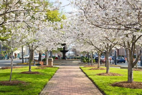 A scenic pathway lined with blooming cherry blossom trees, leading to a fountain in a vibrant park setting.