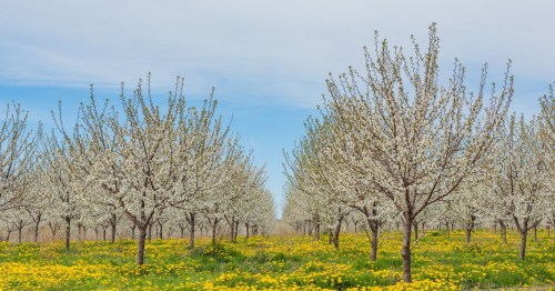 Blossoming trees in a field of yellow dandelions under a blue sky, creating a vibrant spring landscape.
