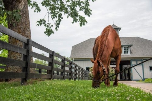 A brown horse grazes on grass near a barn, with a black fence and trees in the background under a cloudy sky.