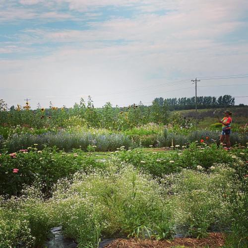 A person waters a vibrant flower garden with various plants under a cloudy sky.
