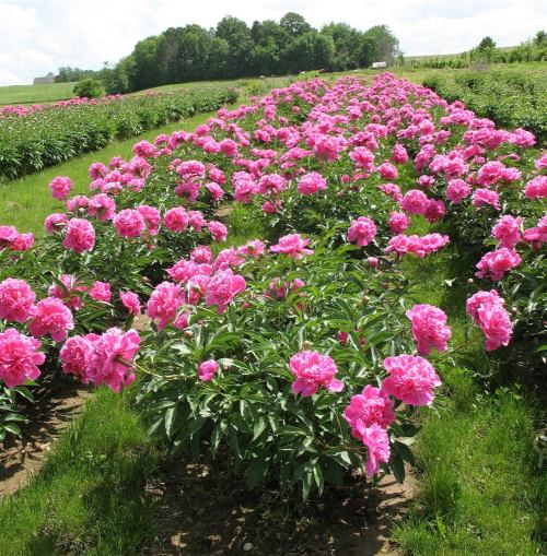 A vibrant field of pink peonies in full bloom, surrounded by lush green foliage under a bright blue sky.