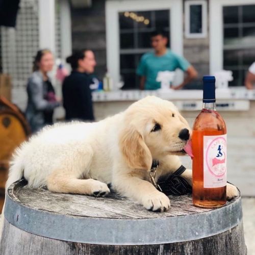 A golden retriever puppy licks a bottle of rosé wine on a wooden barrel, with people in the background.