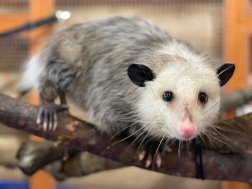 A close-up of a gray opossum with black ears, perched on a branch, looking curiously at the camera.