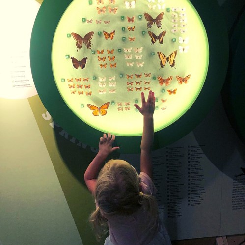 A child reaches out to a display of colorful butterfly specimens in a circular exhibit.
