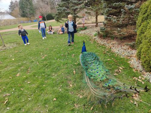 A peacock displays its colorful feathers while children watch in a grassy area surrounded by trees.
