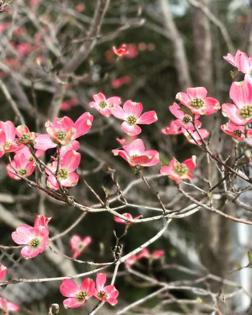 Pink dogwood flowers bloom on branches against a blurred background of greenery.