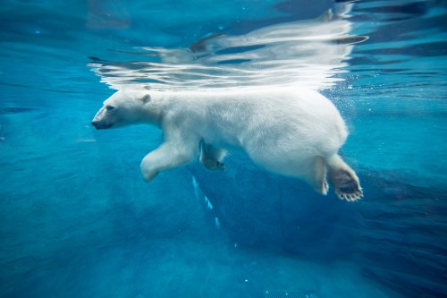A polar bear swimming gracefully underwater in a clear blue environment.