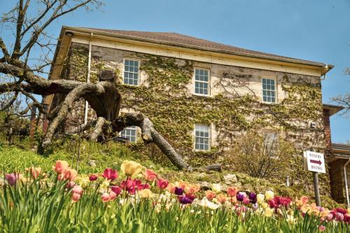 A historic building covered in ivy, with colorful tulips in the foreground and a clear blue sky above.