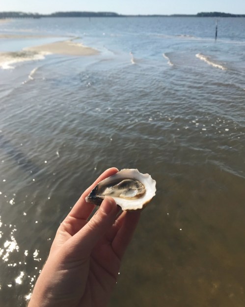A hand holding an open oyster against a backdrop of water and a sandy shore under a clear sky.