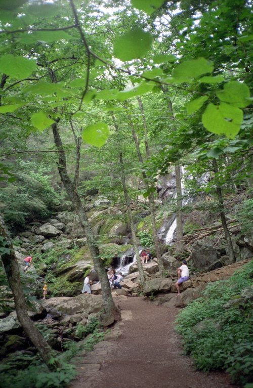 A scenic forest path leads to a waterfall, with people exploring the lush greenery and rocky terrain.