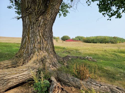 A large tree trunk in the foreground with grassy fields and distant trees in the background under a clear blue sky.