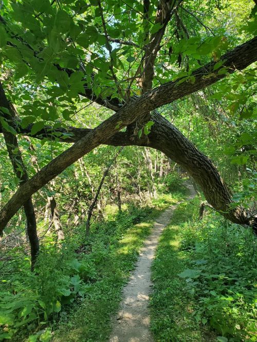 A winding dirt path surrounded by lush green foliage and a large tree branch overhead.