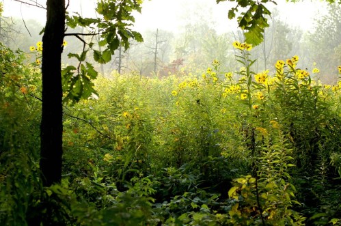 A misty forest scene filled with vibrant yellow flowers and lush green foliage.