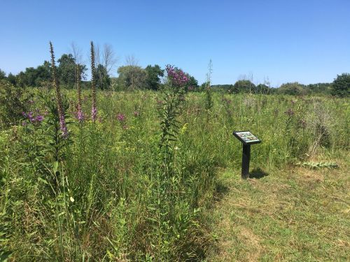 A sunny field with tall grasses and wildflowers, featuring an informational sign amidst the greenery.