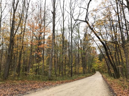 A dirt road winds through a forest with trees displaying autumn colors and fallen leaves on the ground.