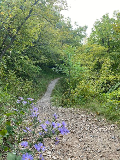 A winding gravel path through lush greenery, with purple flowers in the foreground.