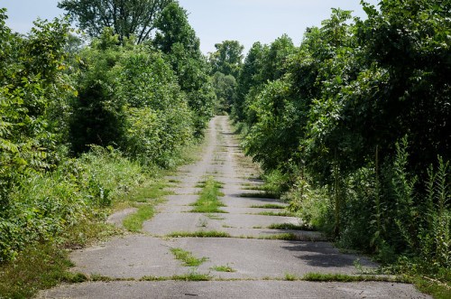 Overgrown, cracked asphalt road surrounded by dense greenery, leading into the distance under a clear sky.