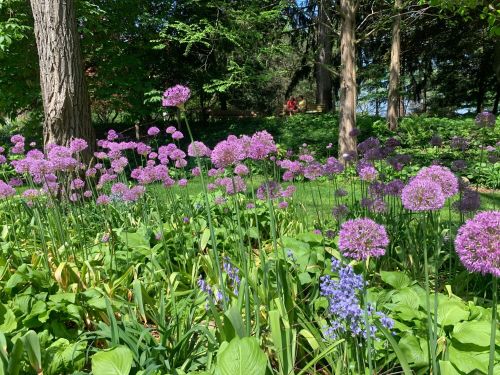 A vibrant garden filled with clusters of purple flowers and lush green foliage under a sunny sky.