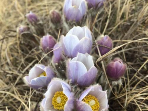 A cluster of delicate purple and white flowers with yellow centers, surrounded by dry grass.
