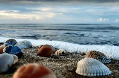 Close-up of various seashells on a sandy beach with gentle waves lapping at the shore under a cloudy sky.
