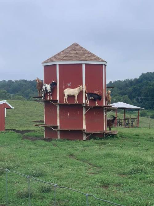 A group of goats standing on a red barn structure in a grassy field under a cloudy sky.